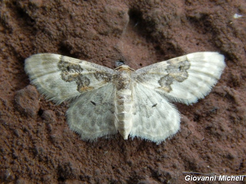 3 geometridae da ID